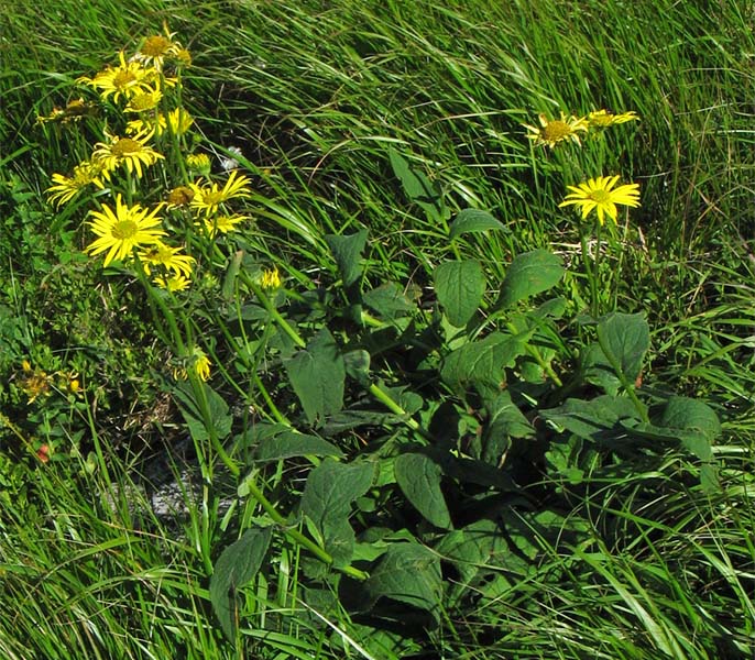 Image of Doronicum austriacum specimen.