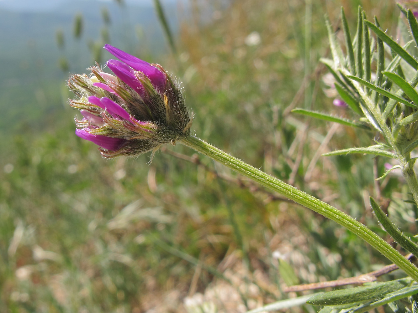 Изображение особи Astragalus circassicus.