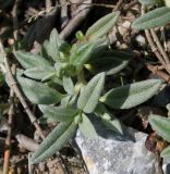 Helianthemum alpestre. Побег. Германия, г. Дюссельдорф, Ботанический сад университета. 04.05.2014.