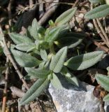 Helianthemum alpestre