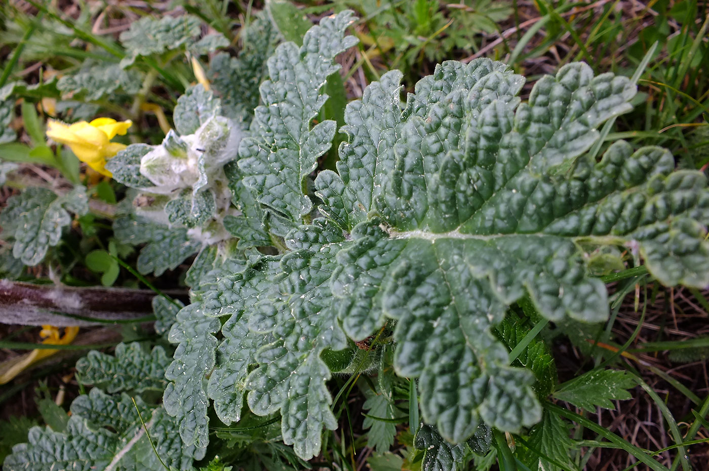 Изображение особи Phlomoides speciosa.