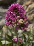 Centranthus ruber. Соцветие. Греция, п-ов Пелопоннес, о. Монемвасия, соединённый с Пелопоннесом дамбой. 03.04.2014.