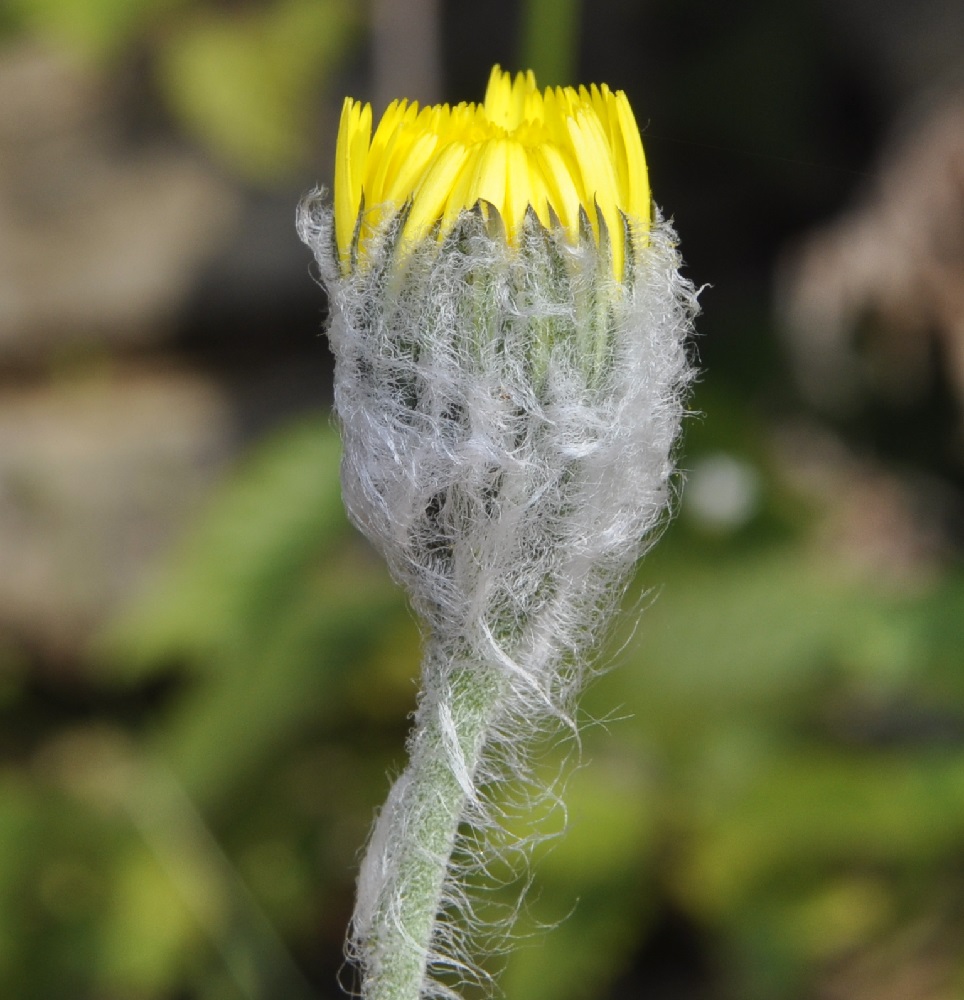 Изображение особи Hieracium pannosum.