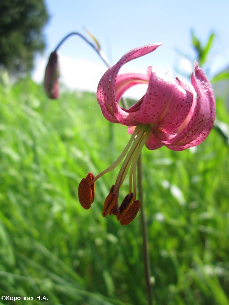 Изображение особи Lilium pilosiusculum.