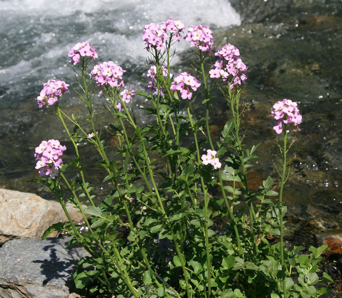 Image of Cardamine seidlitziana specimen.