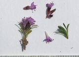 Thymus majkopensis