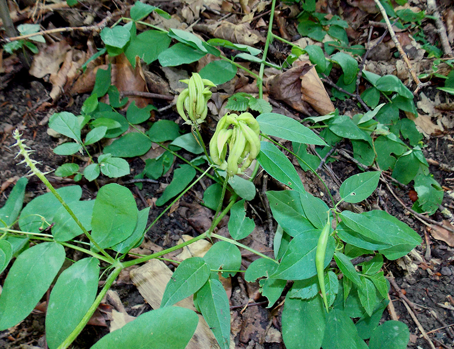 Image of Astragalus glycyphyllos specimen.