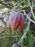 Fritillaria kolbintsevii
