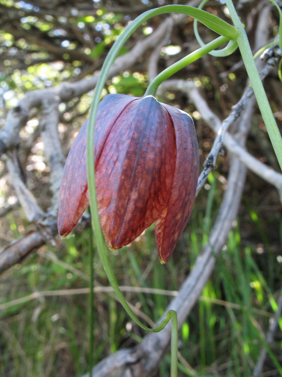 Image of Fritillaria kolbintsevii specimen.