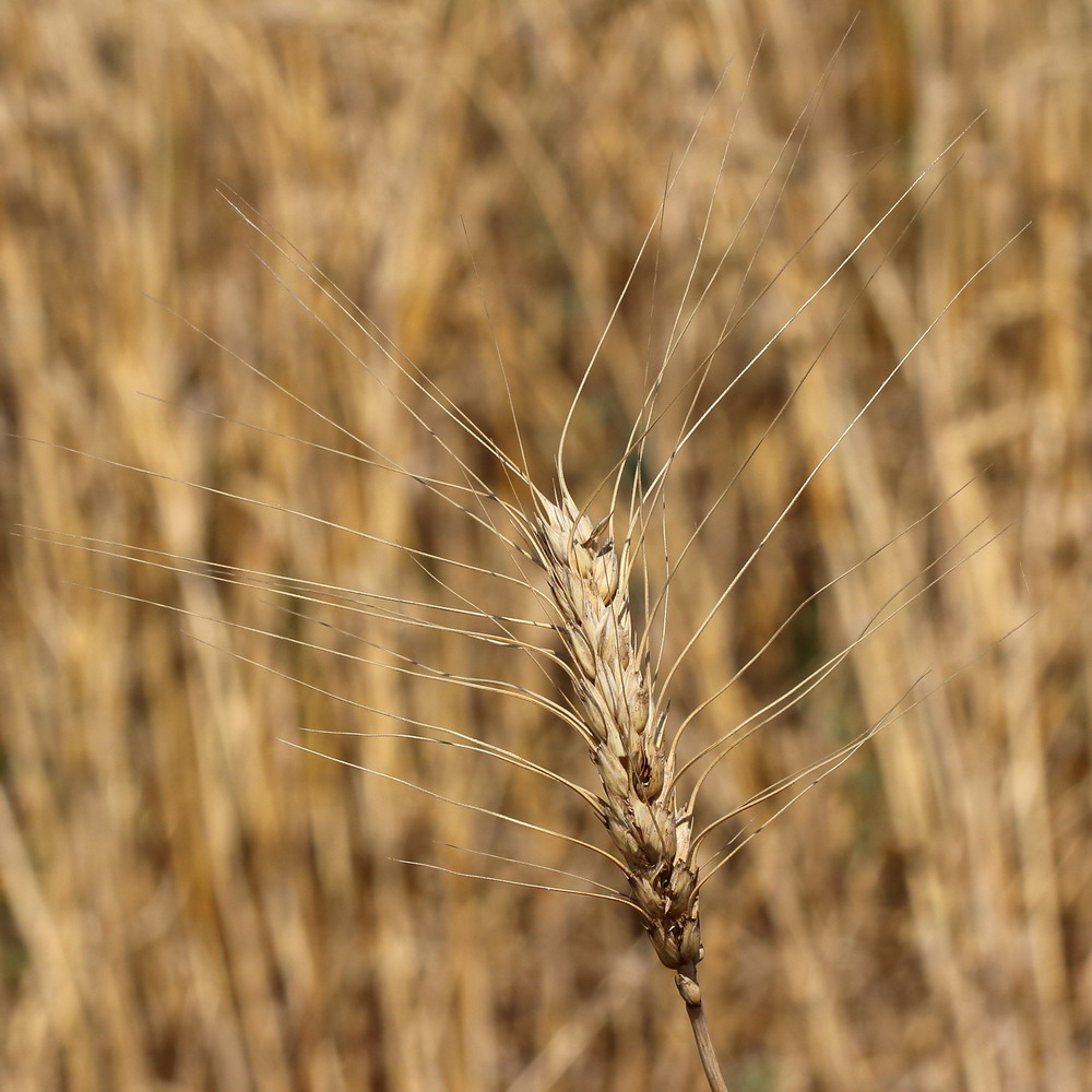 Изображение особи Triticum durum.