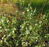 род Euphrasia