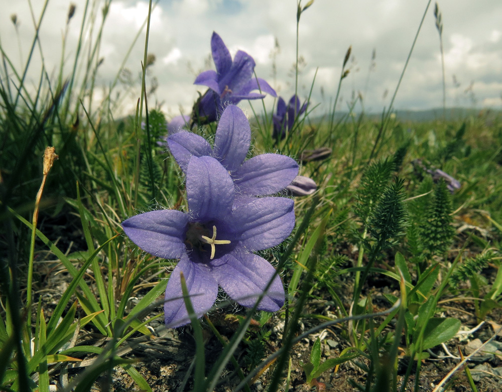 Image of Campanula dasyantha specimen.