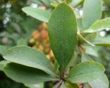 Berberis vulgaris