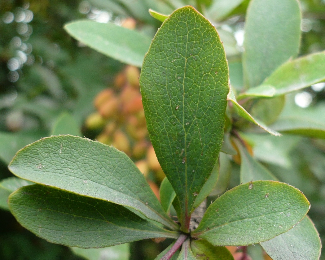 Image of Berberis vulgaris specimen.