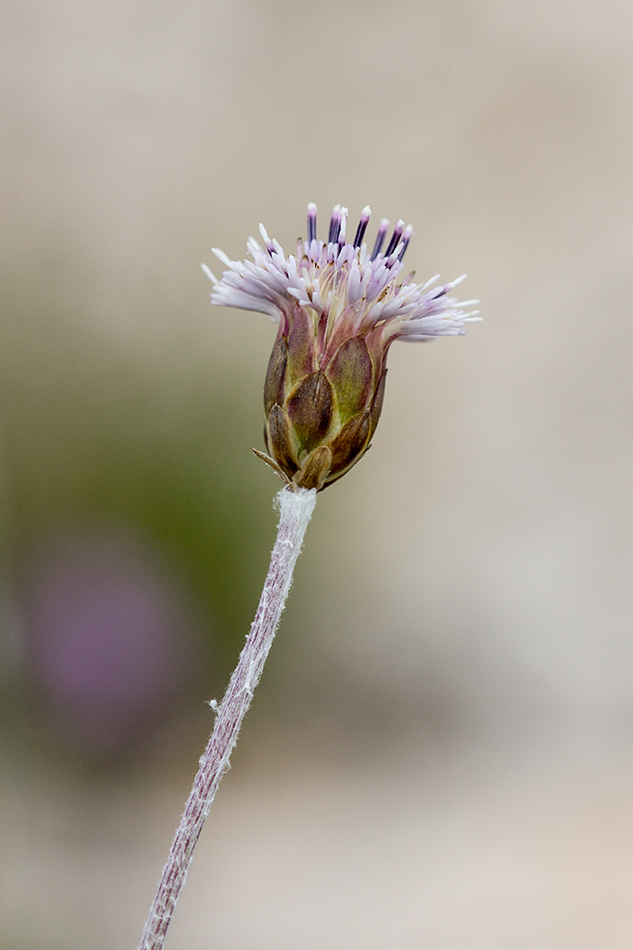 Image of Amphoricarpos neumayerianus specimen.