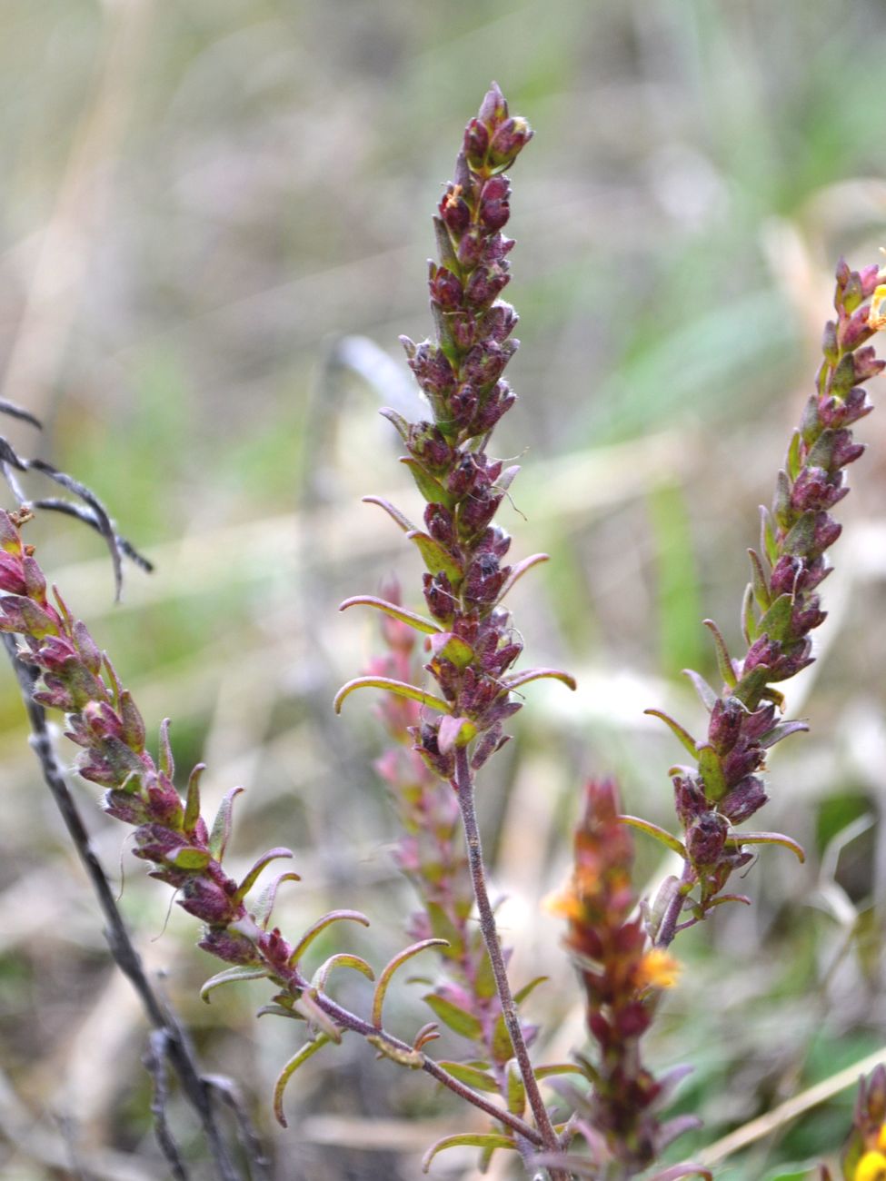 Изображение особи Orthanthella lutea.