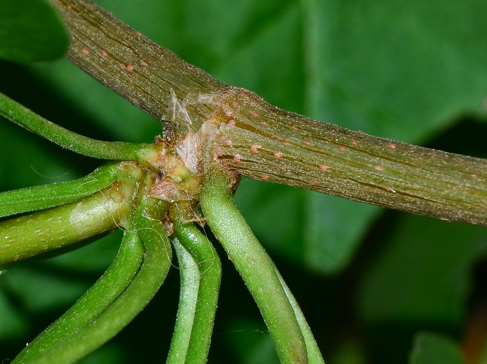 Image of Fallopia baldschuanica specimen.