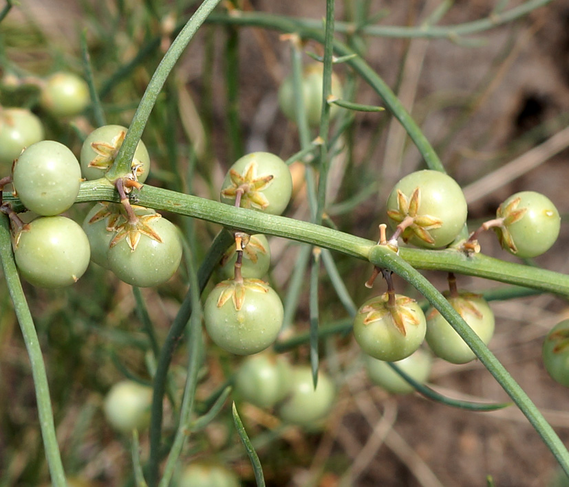 Image of Asparagus burjaticus specimen.