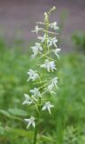 Platanthera bifolia