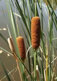 Typha laxmannii. Соплодия. Украина, г. Запорожье, ЦПКиО \"Дубовая роща\", берег р. Мокрая Московка. 24.08.2014.