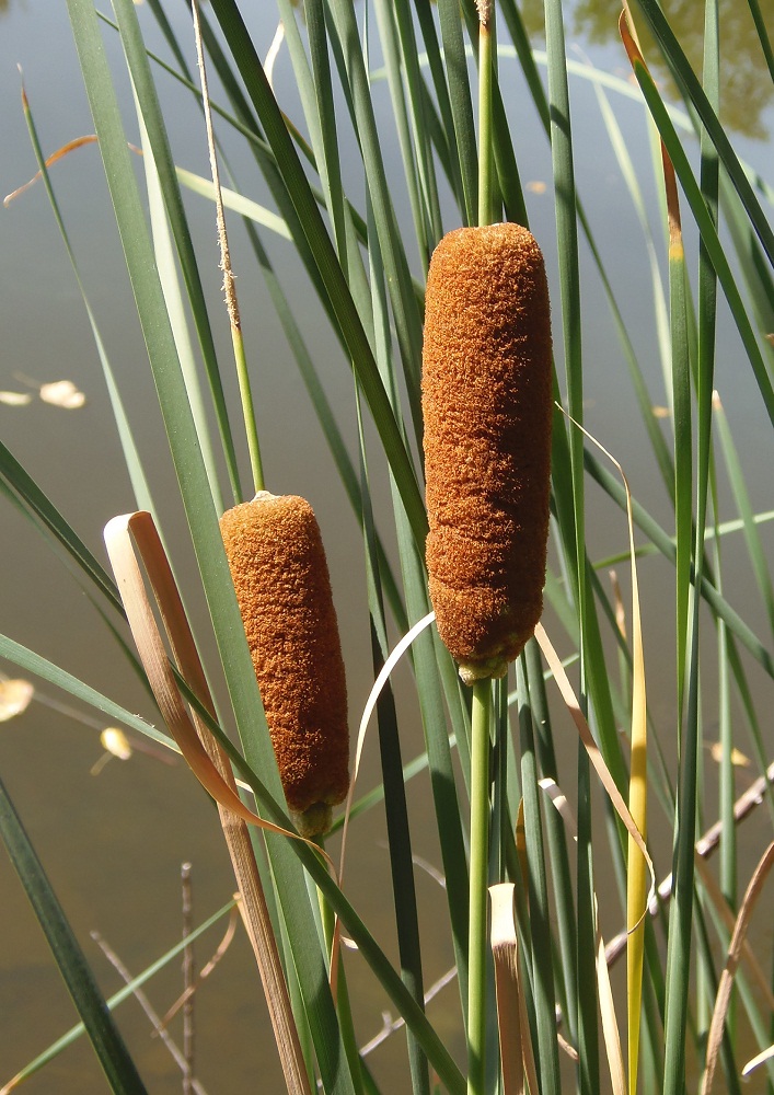 Изображение особи Typha laxmannii.