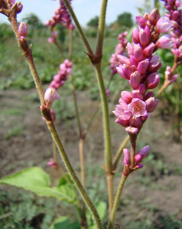 Image of Persicaria orientalis specimen.