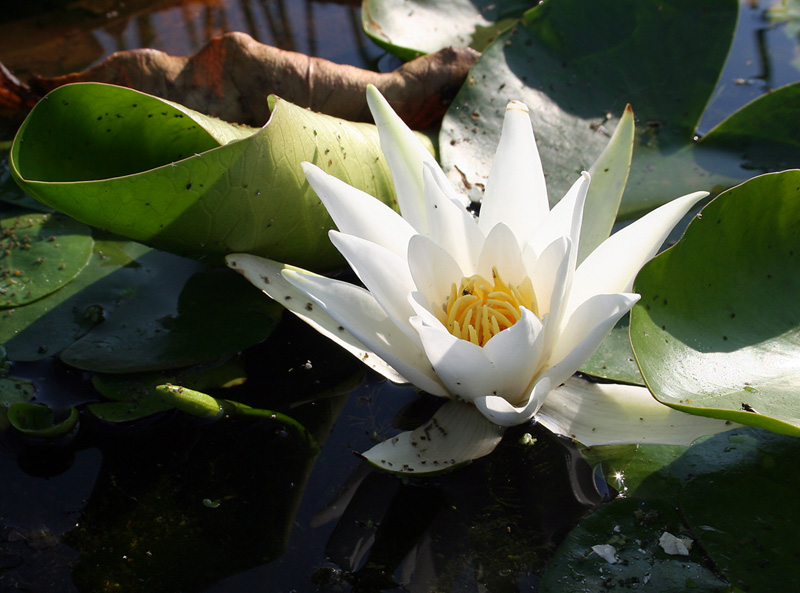 Изображение особи Nymphaea alba.