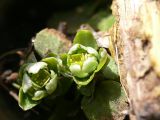 Chrysosplenium kamtschaticum. Верхушки расцветающих растений. Камчатский край, Елизовский р-н, долина реки Авачи, пойменный лес. Апрель 2008 г.