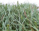 Rhinanthus groenlandicus