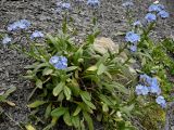 Myosotis alpestris