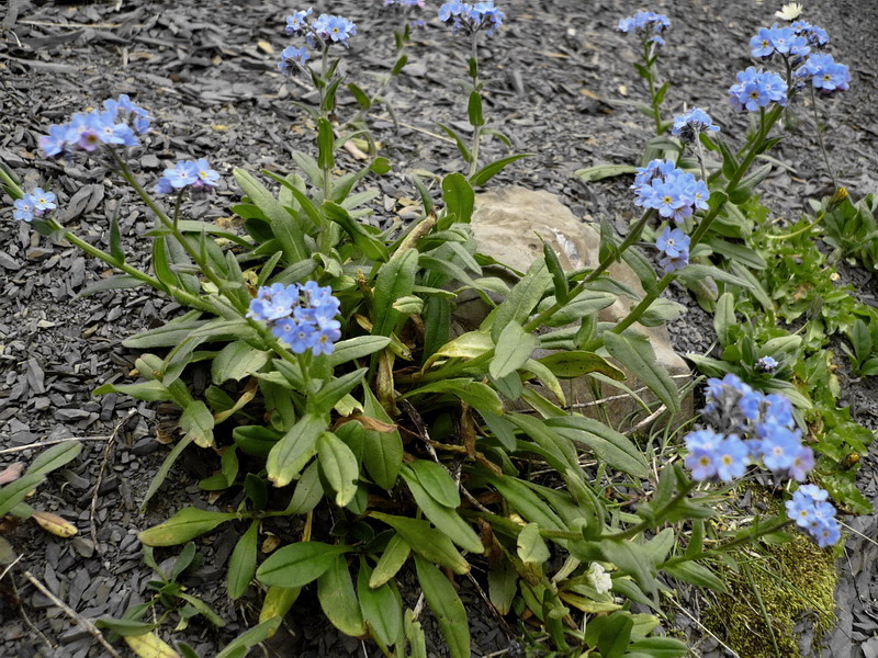 Изображение особи Myosotis alpestris.