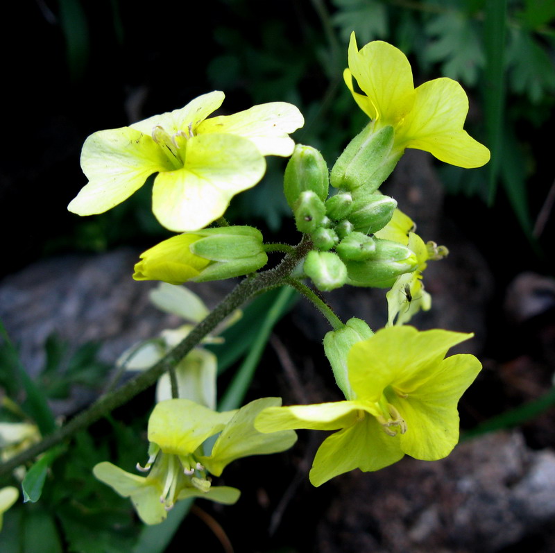 Изображение особи Chorispora sibirica.