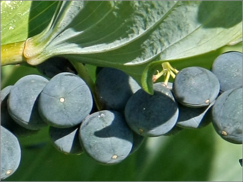 Image of Polygonatum multiflorum specimen.