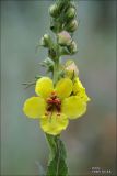 Image of taxon representative. Author is Владимир Савчук