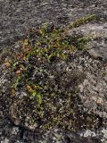 Betula nana. Стелющаяся форма на скальном выходе, обильно поросшем накипными лишайниками. Мурманск, Горелая сопка. Конец августа.