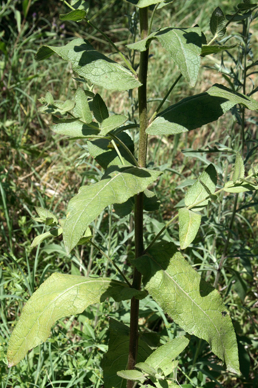 Image of Verbascum sinuatum specimen.