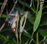 Asclepias curassavica