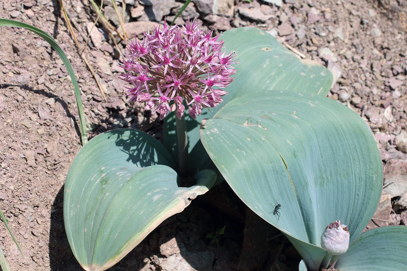 Image of Allium karataviense ssp. henrikii specimen.