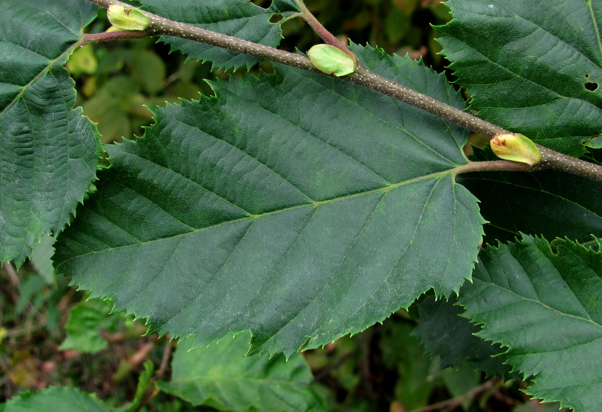 Изображение особи Carpinus betulus.