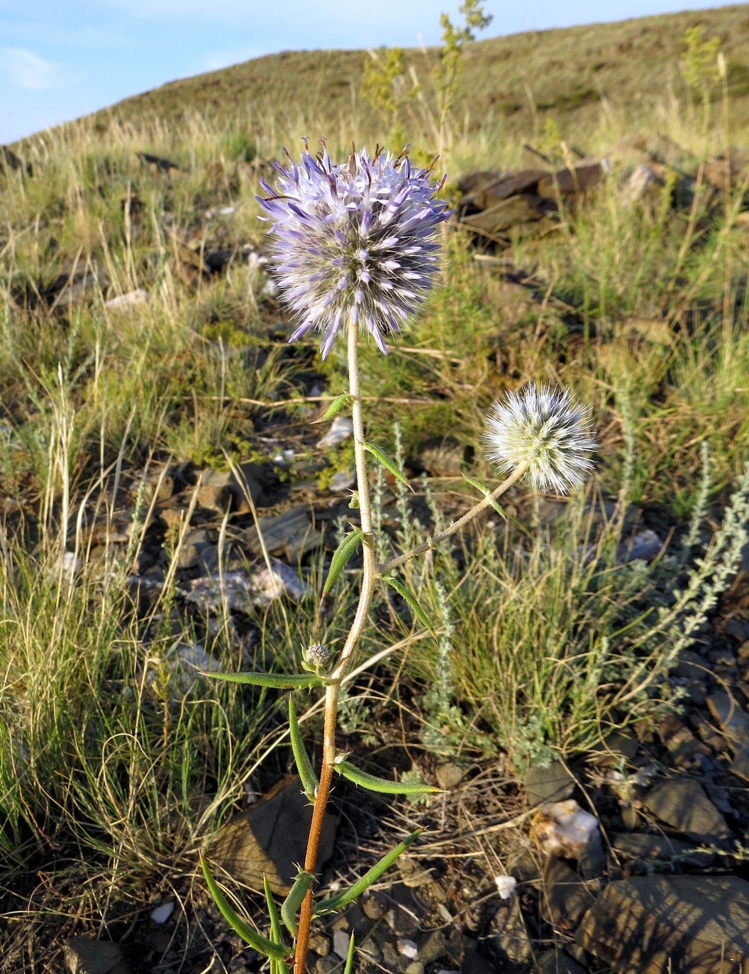 Image of Echinops saissanicus specimen.