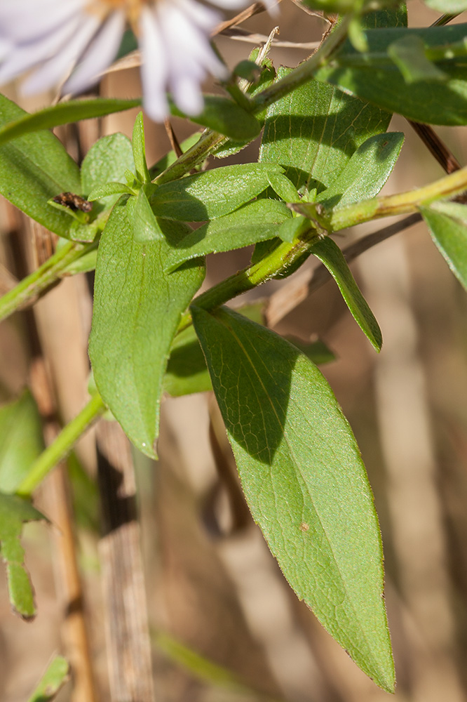 Изображение особи Symphyotrichum &times; salignum.