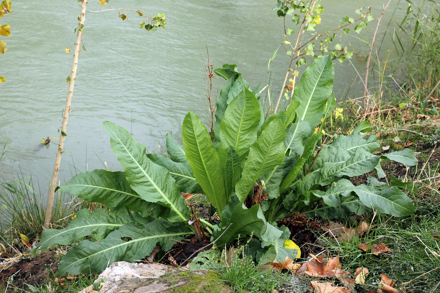 Image of Rumex crispus specimen.