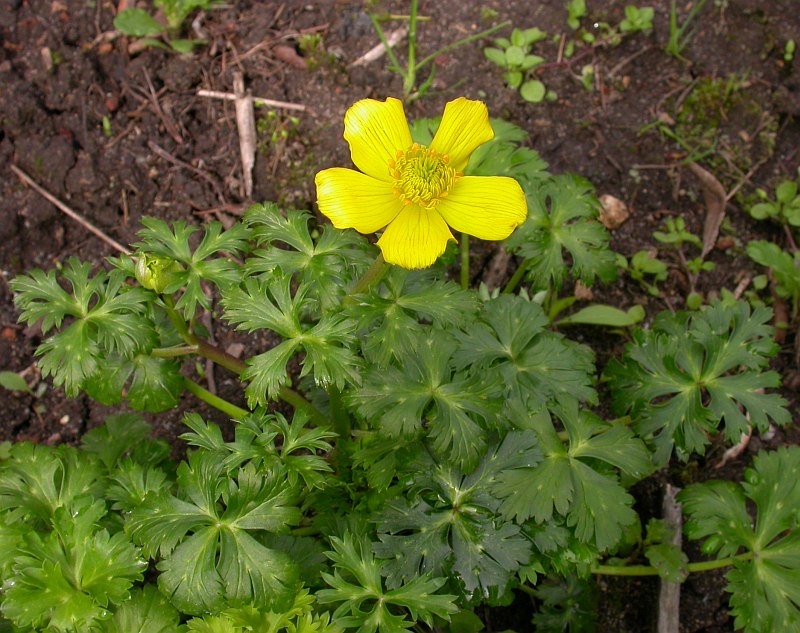 Изображение особи Trollius pumilus.