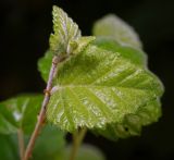 Betula pubescens. Молодые листья на верхушке побега. Московская обл., Раменский р-н, окр. ж.-д. платформы Хрипань, смешанный лес у ЛЭП. 19.06.2015.
