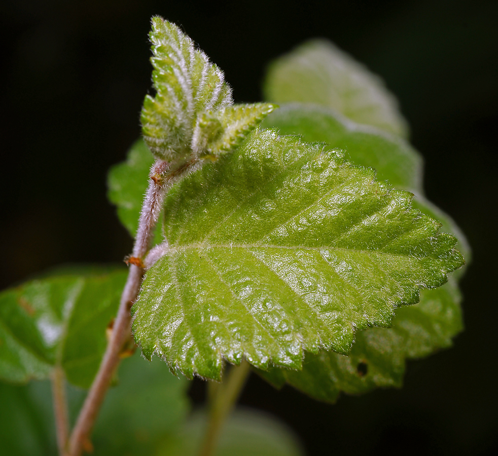 Image of Betula pubescens specimen.