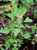 Chenopodium album. Молодое растение. Московская обл., г. Железнодорожный, у дороги. 28.06.2008.