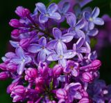 Syringa vulgaris