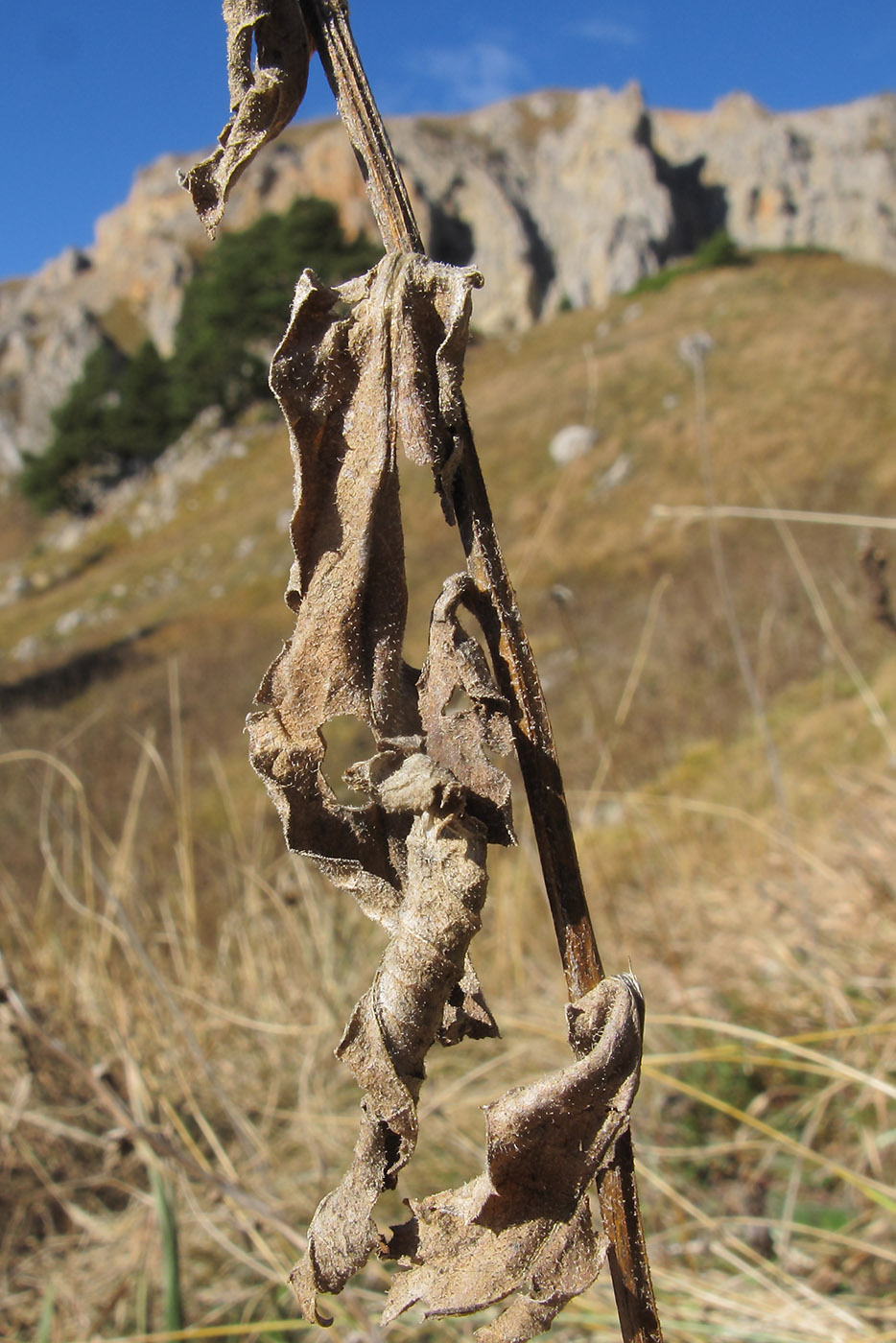 Image of Centaurea alutacea specimen.