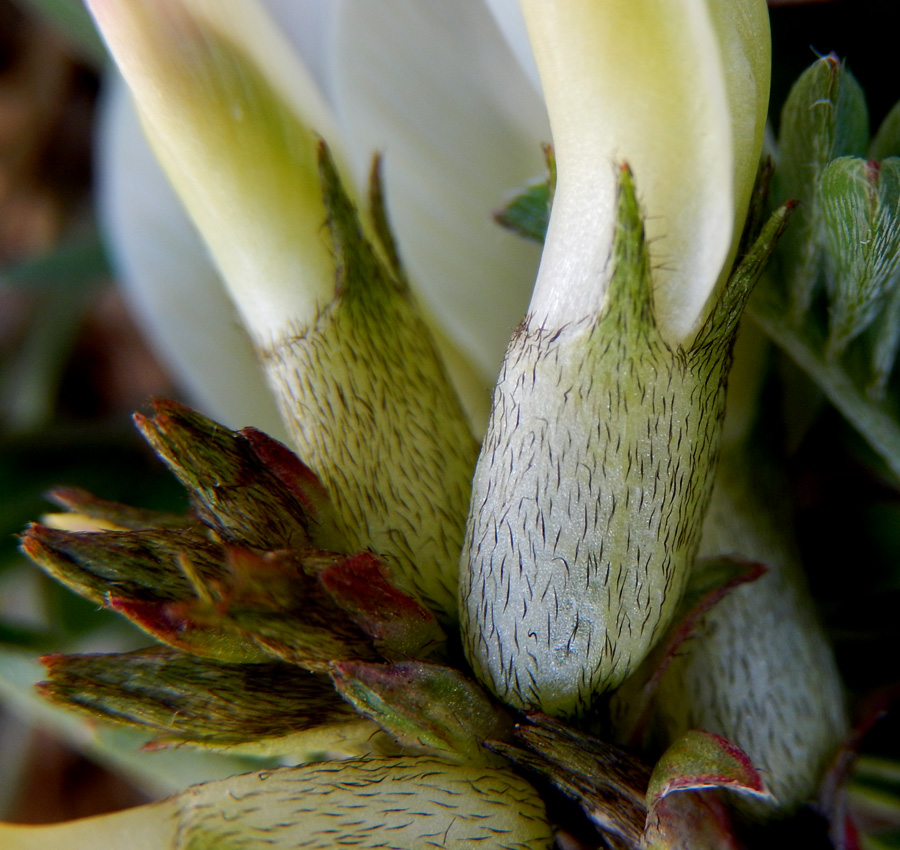 Изображение особи Astragalus resupinatus.