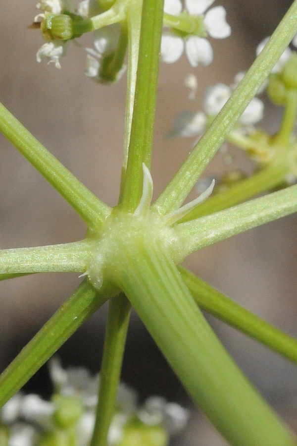 Image of Schrenkia vaginata specimen.